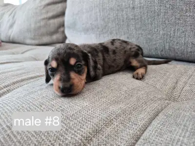 9 beautiful dachshund puppies, View more