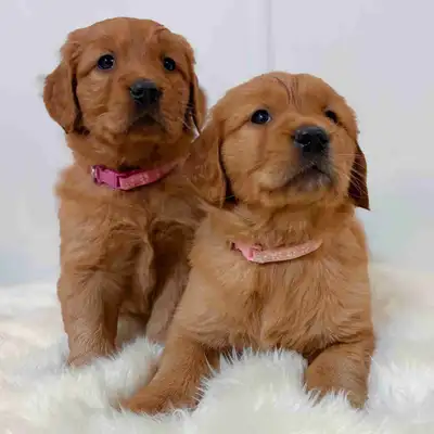 Purebred Golden Retriever Pups, View more