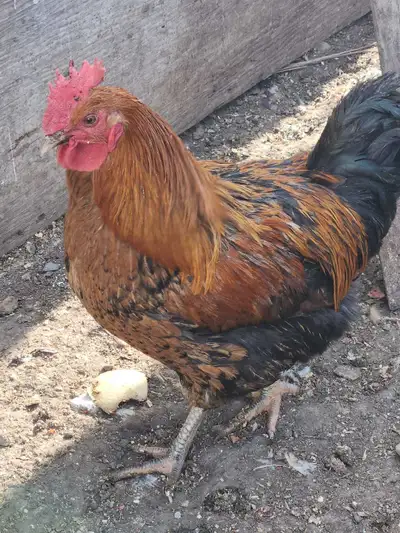 Young Roosters , View more