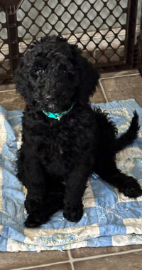 Standard poodle Female Ready to go !!!