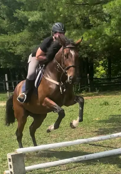 Horse for Sale, View more
