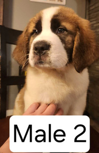 BEAUTIFUL ST BERNARDS PUPPIES FOR SALE! (READY 2 GO)