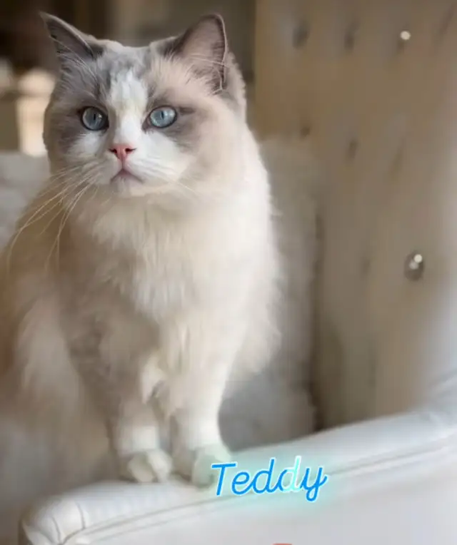 Italian Lines Luxury Ragdoll kitten- Blue Bicolour male in Cats & Kittens for Rehoming in City of Montréal - Image 4
