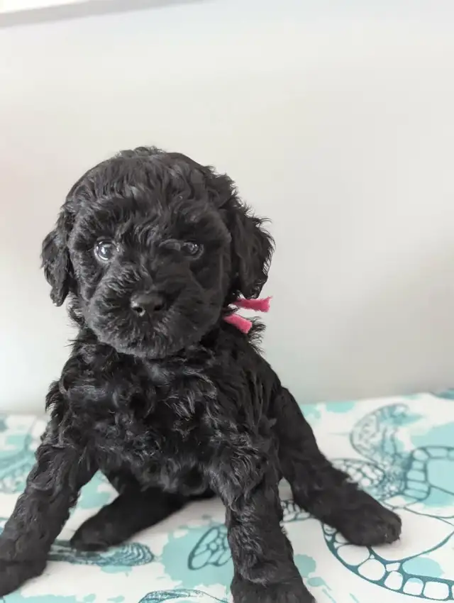 Miniature Whoodle puppies in Dogs & Puppies for Rehoming in Sudbury - Image 8