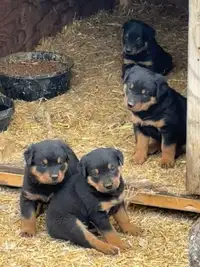 Pure Rottweiler pups
