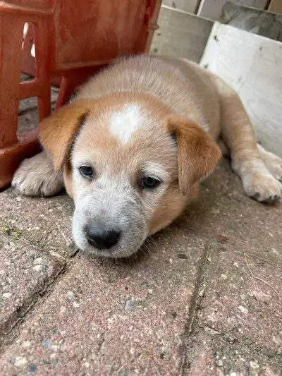 red heeler puppies, View more
