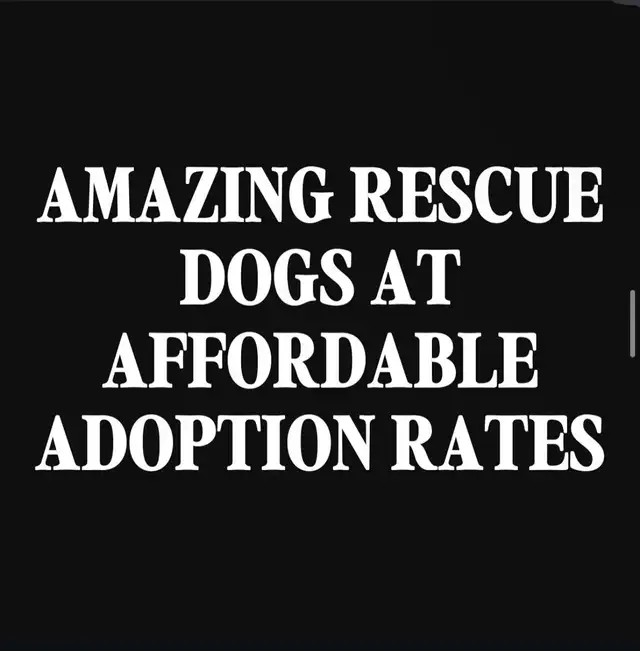 Therehomers in Registered Shelter / Rescue in City of Toronto - Image 3