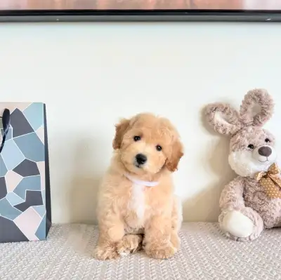 Adorable Bichon Poodle Ready To Go, View more