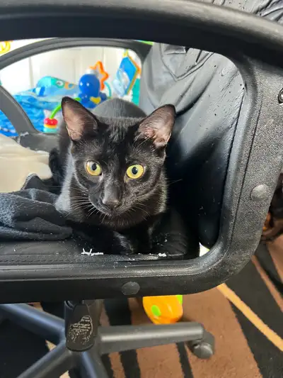 Mystique is a sweet, gentle, and curious cat who deserves a calm, loving home. She’s about a year ol...