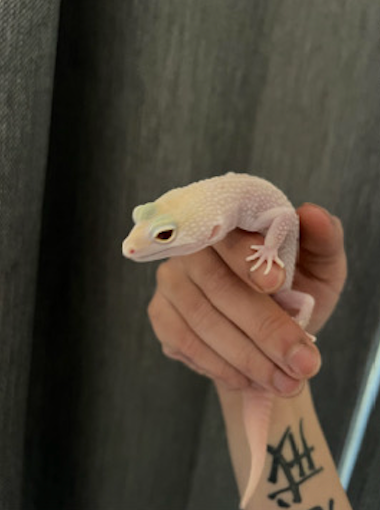 Mack Snow White Knight Female leopard gecko for sale, View more
