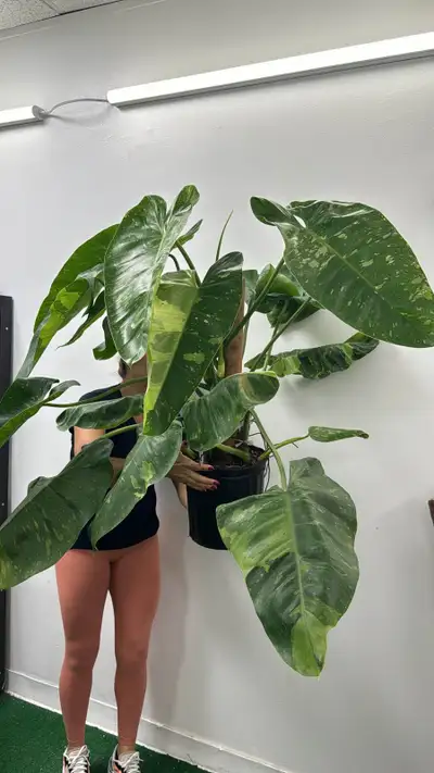 philodendron Jose bueno, View more