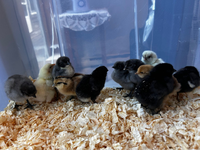 Day old chicks in Livestock in Moncton - Image 2