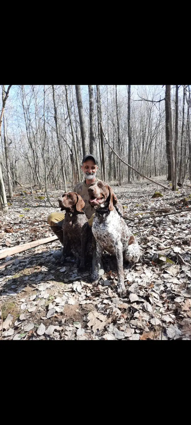 Chien Braque Allemand mâle in Dogs & Puppies for Rehoming in Longueuil / South Shore - Image 7