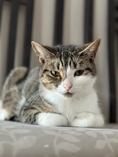 Cat for rehoming, View more