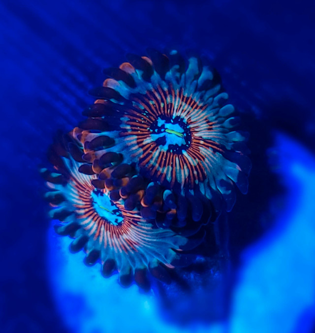 Seduction Zoas - Saltwater Coral in Fish for Rehoming in Calgary - Image 3