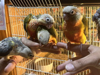 Baby conures almost weaned! 