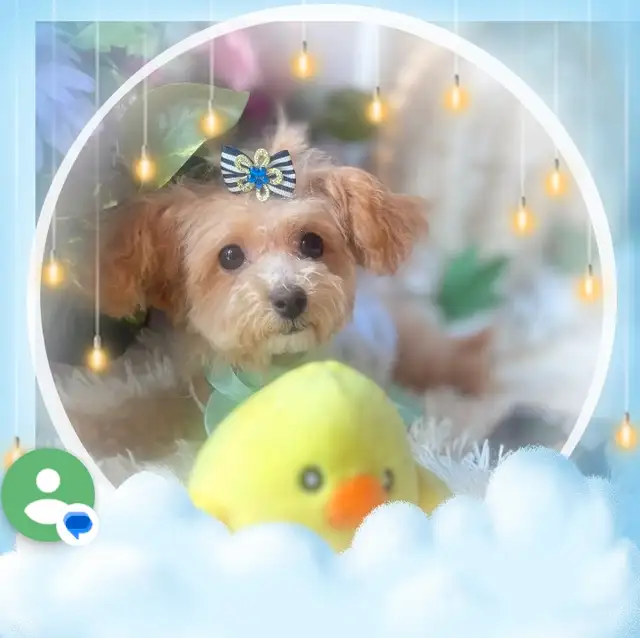 TeddyBear Maltipoo puppy Mini tiny size (poodle/Maltese in Dogs & Puppies for Rehoming in City of Toronto - Image 6