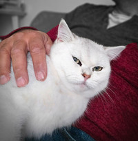 Amazing Lovely smart British cats  Male 10 months old