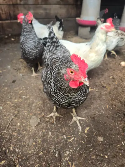 Layer Chickens for Sale, View more