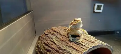 Bearded Dragons to a good home, View more