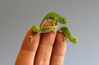 YOUNG VEILED CHAMELEONS SPECIAL--$225.00