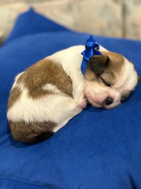  Adorable Shih Tzu Puppies for Sale! 