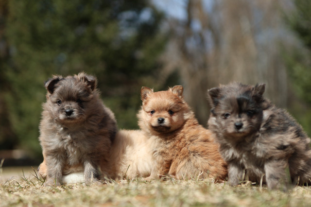 Pomeranian chiots / pomeranian puppies dans Chiens et chiots à adopter  à Ouest de l’Île - Image 3