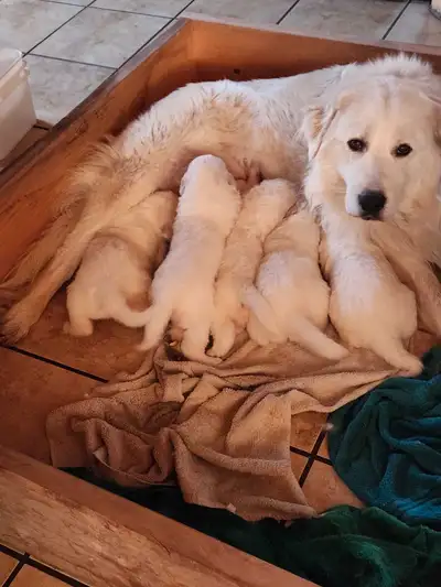 Pyrenees Merrama pups , View more