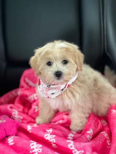Adorable Malshi Puppy, View more