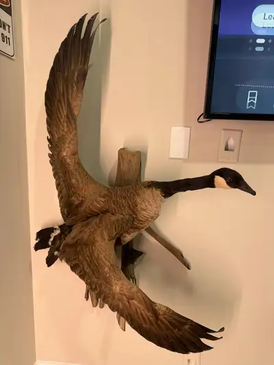 goose taxidermy, View more
