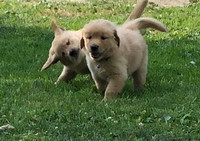 Golden Retriever Puppies Health Tested Parents Ckc registered