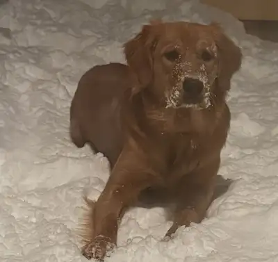 Chien Golden Retriever, View more