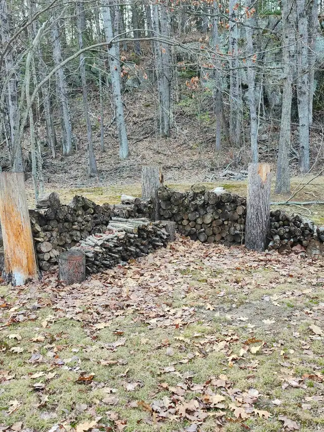 FREE Red Pine CampFire wood, & Brush — Variety of Sizes in Free Stuff in Muskoka - Image 10