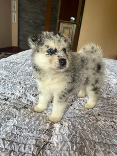 Pomsky Puppies, View more