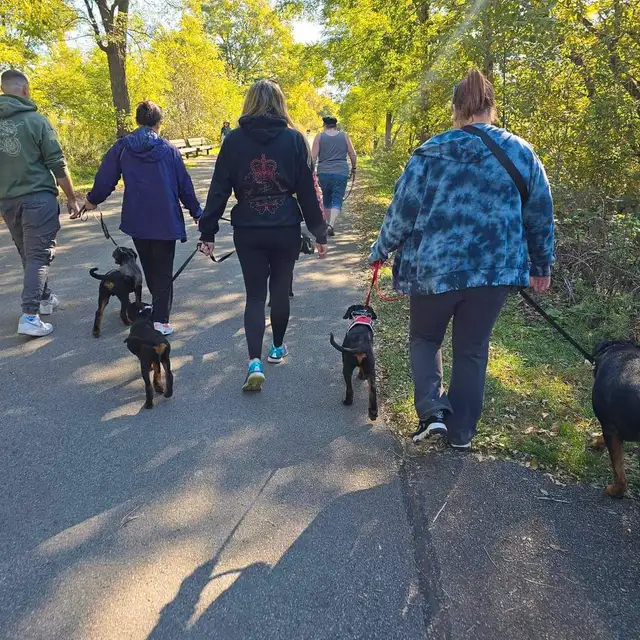 CKC Reg'd Rottweiler Puppies in Dogs & Puppies for Rehoming in Brantford - Image 8