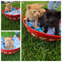 Adorable Kittens Available!