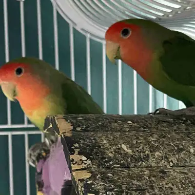 love birds females , View more