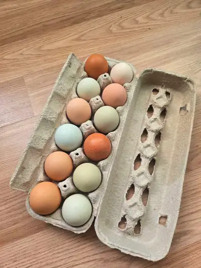 Rainbow Hatching Eggs, View more
