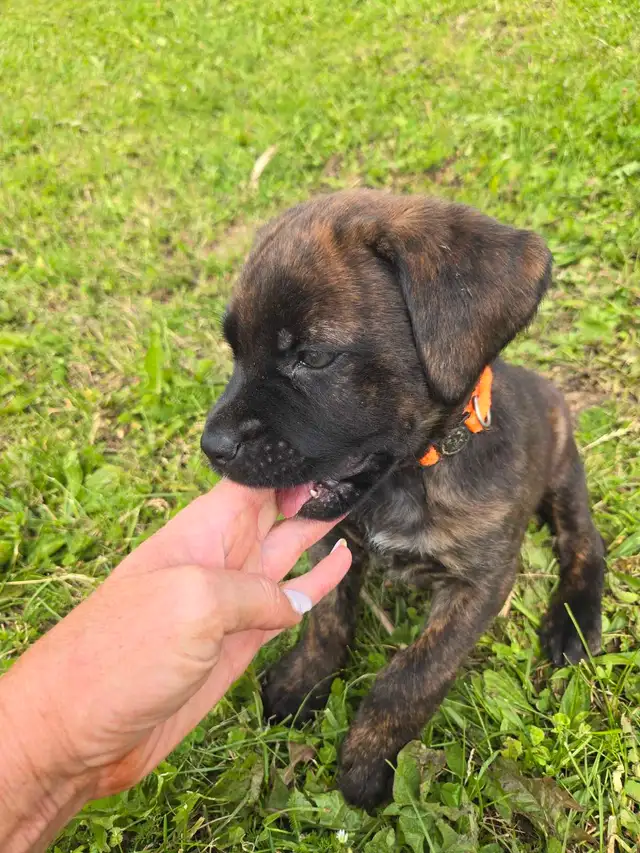 Cane Corso Puppies - 7 Weeks Old in Dogs & Puppies for Rehoming in Barrie - Image 7
