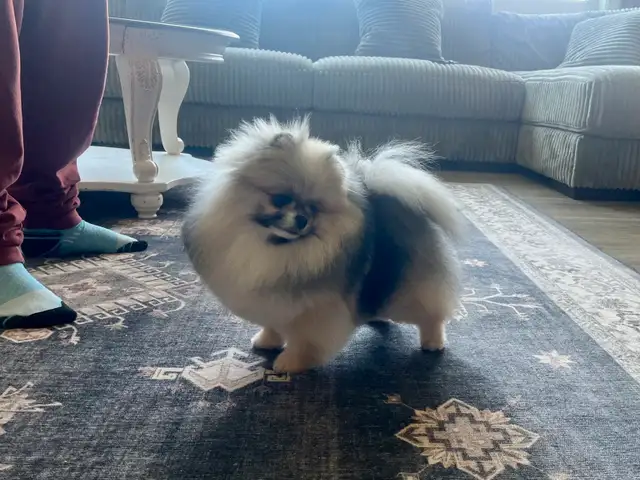 CKC Registered Pomeranians in Dogs & Puppies for Rehoming in Edmonton - Image 9