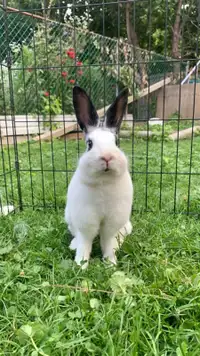 Rabbit to rehome
