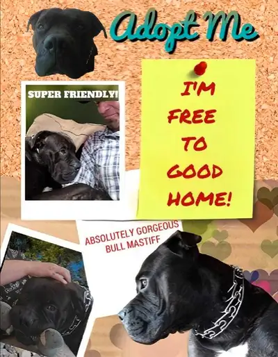gorgeous bullmastiff needs a loving forever home , View more