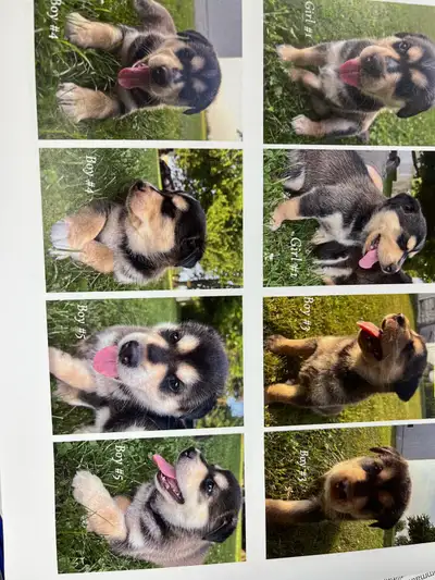 Rottsky Puppies For Sale, View more