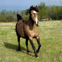 *RESERVED*  QH/Arabian Mare for Sale