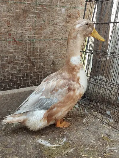 I have 2 male/female pairs of ducks available in lumby. Rouen female, saxony male, runner male and b...