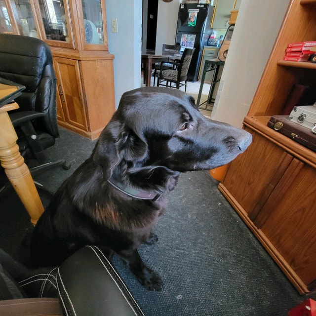 Dogs for adoption Dogs & Puppies for Rehoming Calgary Kijiji