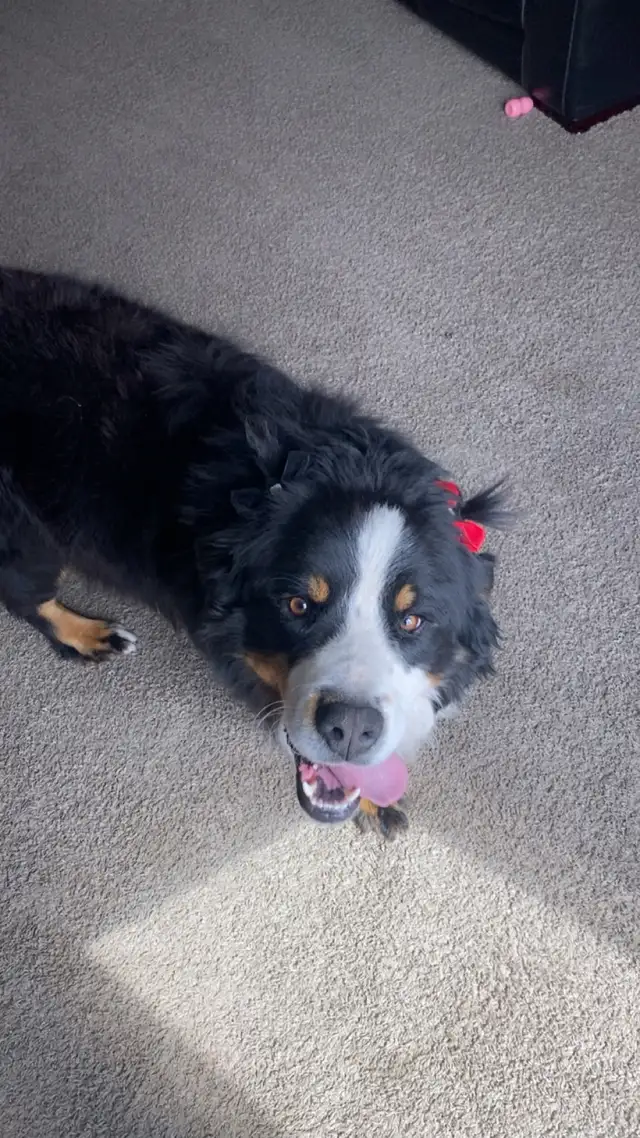 Rehoming Bernese Mountain Dog in Dogs & Puppies for Rehoming in Winnipeg - Image 11