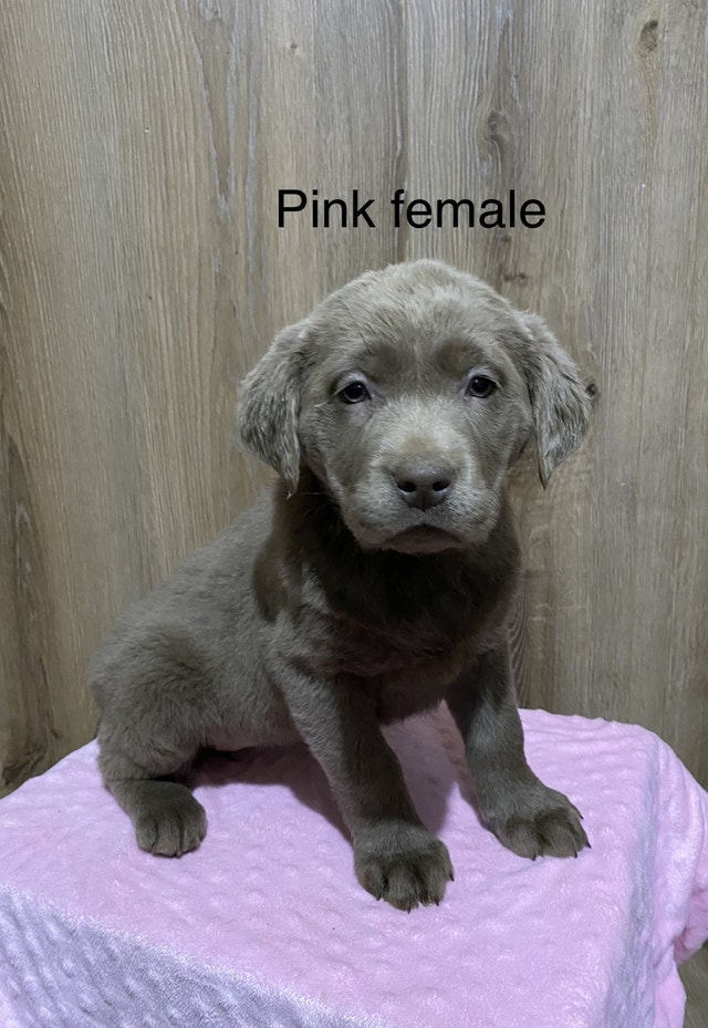 Purebred silver lab puppies. Only 3 left! Ready to go! Dogs & Puppies