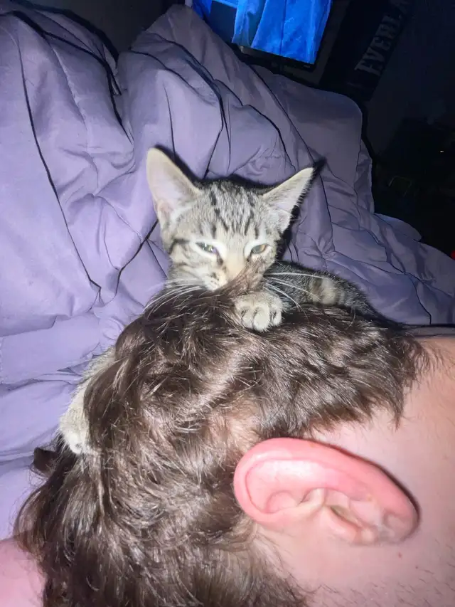 tabby kitten to rehome in Cats & Kittens for Rehoming in Moncton - Image 3