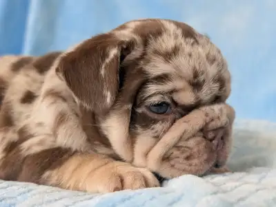 French Bulldog Puppies, View more